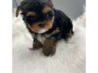 Yorkshire Terrier Puppy for sale in Midland City, AL, USA