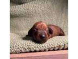 Dachshund Puppy for sale in Little Genesee, NY, USA