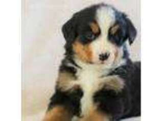 Bernese Mountain Dog Puppy for sale in Dry Run, PA, USA