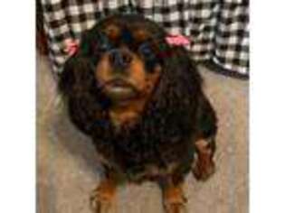Cavalier King Charles Spaniel Puppy for sale in Mooresville, NC, USA