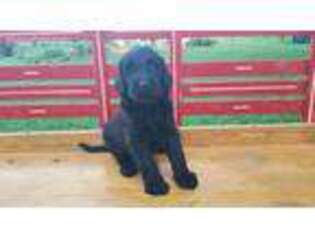 Labradoodle Puppy for sale in Gordonville, PA, USA