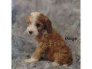 Cavapoo Puppy for sale in Cadott, WI, USA