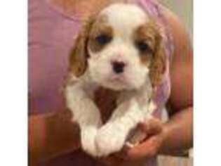 Cavalier King Charles Spaniel Puppy for sale in Sherwood, OR, USA