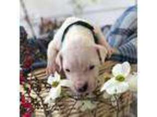 Dogo Argentino Puppy for sale in Gaston, SC, USA
