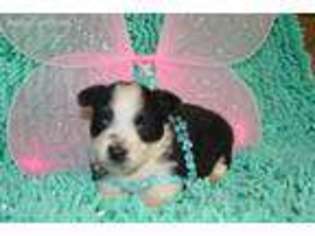 Miniature Australian Shepherd Puppy for sale in Conway, MO, USA