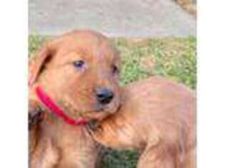 Golden Retriever Puppy for sale in Covina, CA, USA
