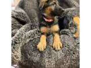 German Shepherd Dog Puppy for sale in Albuquerque, NM, USA