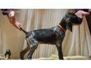 German Shorthaired Pointer Puppy for sale in Grove City, PA, USA