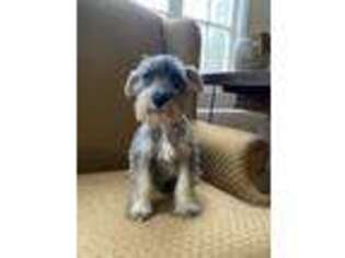 Mutt Puppy for sale in The Rock, GA, USA