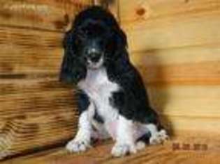 Cockalier Puppy for sale in West Plains, MO, USA