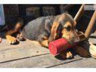 Bloodhound Puppy for sale in Oklahoma City, OK, USA