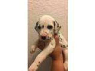 Dalmatian Puppy for sale in Red Oak, OK, USA