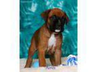 Boxer Puppy for sale in Sumner, IL, USA