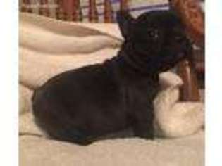 French Bulldog Puppy for sale in Red Oak, OK, USA