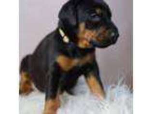 Doberman Pinscher Puppy for sale in Allentown, PA, USA