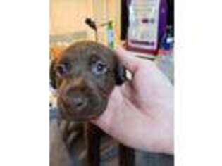 Labrador Retriever Puppy for sale in Cornelia, GA, USA