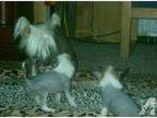 Chinese Crested Puppy for sale in OROVILLE, CA, USA
