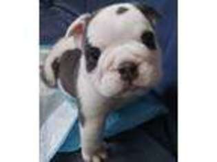 Bulldog Puppy for sale in Richmond, CA, USA