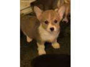 Pembroke Welsh Corgi Puppy for sale in Benson, NC, USA