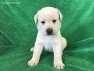 Labrador Retriever Puppy for sale in Birnamwood, WI, USA