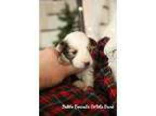 Shetland Sheepdog Puppy for sale in Schellsburg, PA, USA