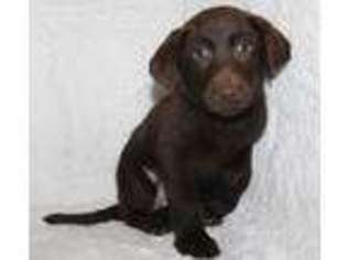 Labrador Retriever Puppy for sale in Koshkonong, MO, USA