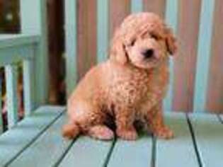 Goldendoodle Puppy for sale in Saint George, UT, USA