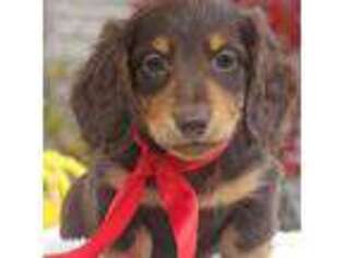 Dachshund Puppy for sale in Craigville, IN, USA