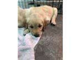 Golden Retriever Puppy for sale in Marshfield, MO, USA