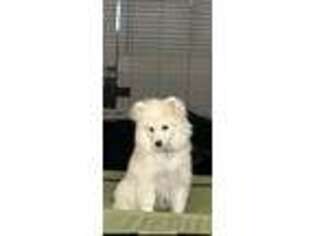 American Eskimo Dog Puppy for sale in Glendale, AZ, USA