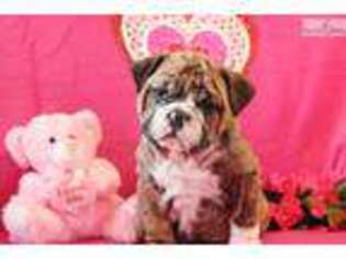 Bulldog Puppy for sale in Lancaster, PA, USA