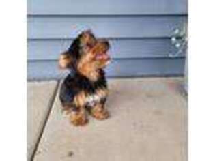 Yorkshire Terrier Puppy for sale in Arcola, IL, USA