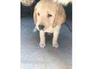 Labrador Retriever Puppy for sale in Markleville, IN, USA