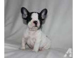 French Bulldog Puppy for sale in SANDY CREEK, NY, USA