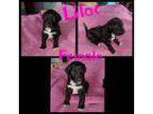 Mutt Puppy for sale in Pinconning, MI, USA