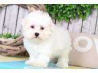 Maltese Puppy for sale in Howard, OH, USA