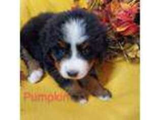 Bernese Mountain Dog Puppy for sale in Exeter, MO, USA