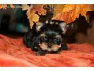 Yorkshire Terrier Puppy for sale in Graham, WA, USA