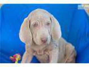 Weimaraner Puppy for sale in Youngstown, OH, USA
