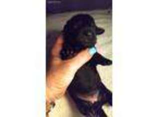 Dachshund Puppy for sale in Sacramento, CA, USA