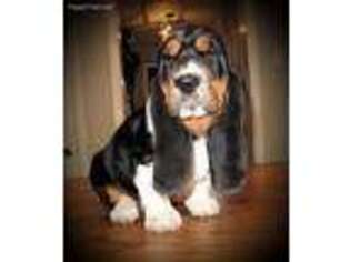 Basset Hound Puppy for sale in Lititz, PA, USA