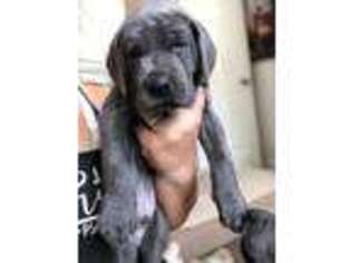 Great Dane Puppy for sale in Yucaipa, CA, USA