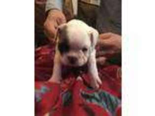 French Bulldog Puppy for sale in Monticello, NM, USA