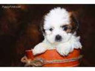 Shorkie Tzu Puppy for sale in Hawarden, IA, USA