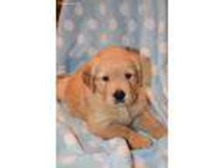 Golden Retriever Puppy for sale in Brenham, TX, USA