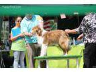 Australian Shepherd Puppy for sale in Helena, MT, USA