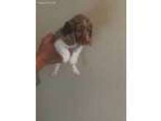 Dachshund Puppy for sale in Buda, TX, USA