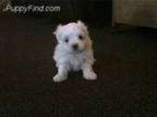 Maltese Puppy for sale in Cypress, IL, USA