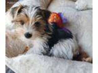 Yorkshire Terrier Puppy for sale in Saint Clairsville, OH, USA