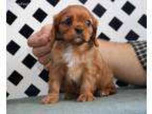 Cavalier King Charles Spaniel Puppy for sale in Morgantown, PA, USA
